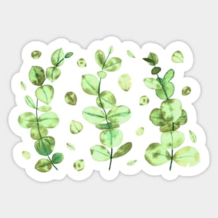 Eucalyptus Tree Leaves Sticker